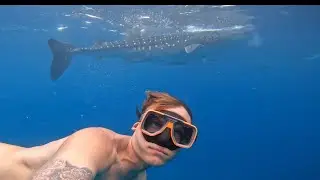 Swimming Alongside Whale Sharks in Oslob, Philippines (incredible encounter)