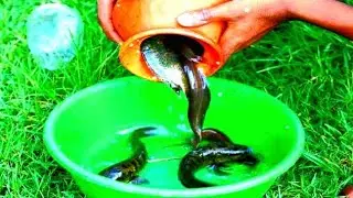 Unusual fishing | Fishing by pottery pot | Best fishing method  | National fishing | pot fishing