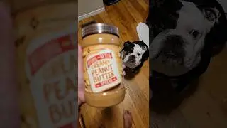 brand new peanut butter. 🥜 😋 #englishbulldog #dog #shorts #satisfying #peanutbutter #asmr #fatboy