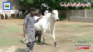 Dera Sardar Thair Khan TajaBara  Part01