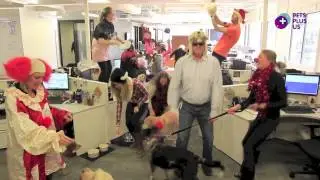 Pets Plus Us Performs the Harlem Shake