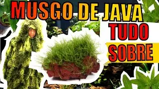 🔴MUSGO DE JAVA: TUDO SOBRE.  |Mr. Betta|