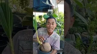 Hidup sepert pohon kelapa semua bermanfaat. HORROK...