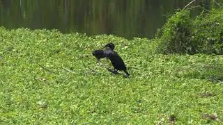 Cormoran vigua (Nannopterum b. brasilianum) Neotropic Cormorant