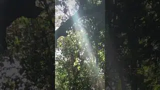 Light codes in the forest 🧚&zwj;♀️