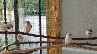HİNT BÜLBÜLÜ CİNSİYET AYRIMI ÜREME 