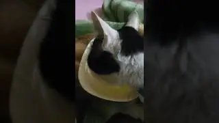 healthy cat vs ill cat eating habit