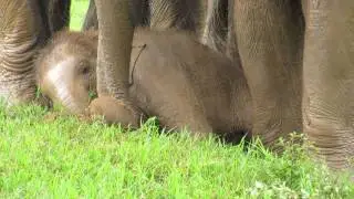 Elephant mud play
