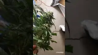 Og kush seed to harvest #6