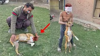 Sir Kata Na Hamra Pitbull Ka Sir Kat Dia 😭