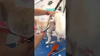 Don&rsquo;t cut the tail! #grooming #doggroomingtips #doggroomingforbeginners #lovemud