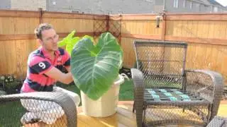Colocasia Gigantea  Thailand Giant - Time to go outside Finally
