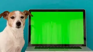Dog sits next to the laptop green screen  footage