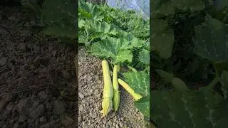 zucchine fresche zucca 🎃 trombetta 🎺🎺🎺 da cartolina