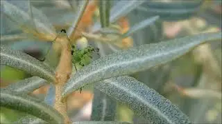 Cateva insecte filmate in Livada Bio | Insects Relaxation Video