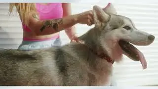 Bath Time Tips for a Calm and Clean Pet | Stress-Free Pet Bath Tutorial (Dog & Cat Care)
