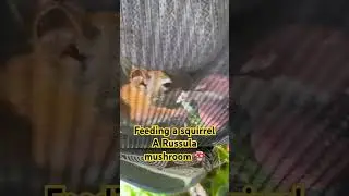 Squirrel tribe #nature #foraging #animals #ediblemushrooms