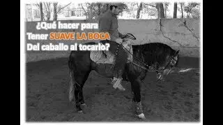 ¿Qué hacer para tener suave la boca del caballo, al tocarlo?