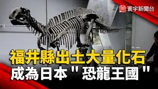 福井縣出土大量化石 成為日本「恐龍王國」｜#寰宇新聞 @globalnewstw