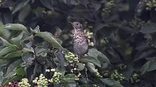 GRAY-CHEEKED THRUSH, Catharus minimus   compilation, at berries