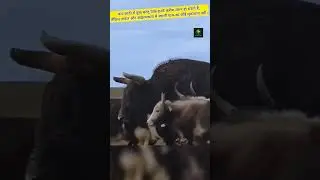 Wild Yak vs Domestic Yak | #shorts #animals #trending #wildlife #yak #wild #wildlifeentertainment