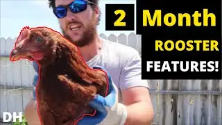 How to tell a 2 month old Rooster from a Hen