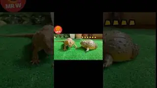 LIZARD AND TOAD, Friends or Foe? #shorts #viral #viralshorts #adorable #funny #hilarious #cute