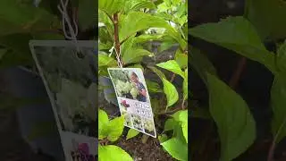 #HORTENSIA #PANICULATA #HYDRANGEAS