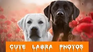 Cute Labrador Dog HD Wallpapers !! Labrador Photos !! 2018 !! Essence Wallpaper !!