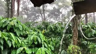 Rain Slow Motion - Relaxing Coorg Rain HD | ASMR Rain Sounds |#asmr