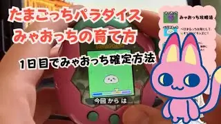 たまごっちパラダイス、みゃおっちの育て方。お世話ミス無し！1日目でみゃおっち確定のたまさいぼーになりました。