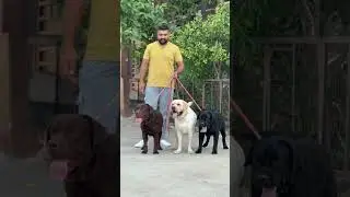 Try colour Labrador #labrador