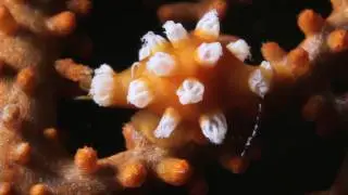 SMEE Semporna Marine Ecological Expediton -  The search for Ovulidae