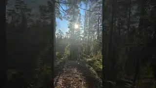 Scandi forest so fine