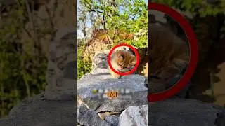 O Gatinho Só Queria CUIDAR Dele! #curiosidades #incrível #gatos