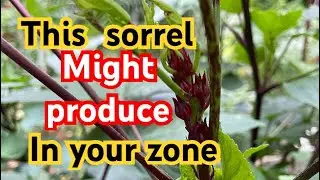 Growing sorrel in zone 8 finally get some result
