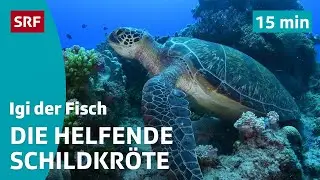 Immer dem Pilotfisch nach | Igi der Fisch (4/5) | Kindervideos | SRF Kids