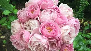 My garden rose highlight 2022 || zone 7 || 24 rose varieties rose collection