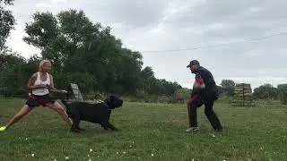slim girl keep the balance in the rain with giant cane corso during defense work