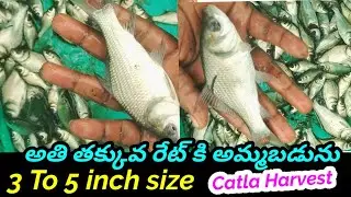 Catla Fish Harvest | GK Babu Btech Fish Farmer | Fish Farming Tips