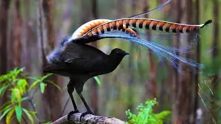 Voici l'oiseau Menure superbe, capable de chanter pr&egrave;s de 100 notes