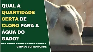 QUAL A QUANTIDADE CERTA DE CLORO PARA A ÁGUA DO GADO?