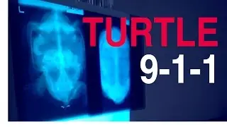 TURTLE HOSPITAL