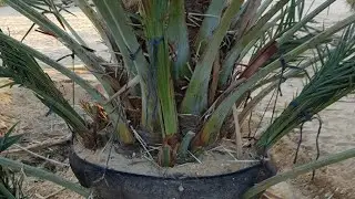 دراسة جدوى زراعة المجدول ! لية لازم تزرع نخيل صنف مجدول في الواحات ؟ امتى أقدر أخد فسائل تصوير حقيقي