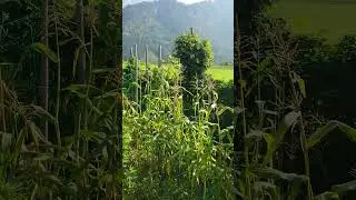 Update 01 01. September 2024 @NaturgartenEuring-Bachwinkl