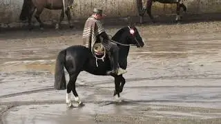 SERIE CAMPEONES RODEO CRUCERO PURRANQUE 17 Y 18 DE MAYO