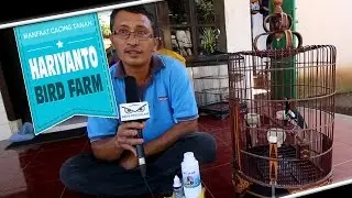 ИСТОРИЯ УСПЕХА: Дождевые черви позволяют птицеферме Харьянто производить длинномерный анис Кембан...