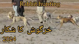 KHARGOSH KA SHIKAR 2024 PUNJAB PAKISTAN @huntnetwork2689