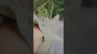 #guitar #cover #beach #music #travel #dymo #alternative #audio #cat #nace #pepole #meme