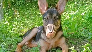 German shepherd dog barking sound #germanshepherd #animals #trending #pets #animallovers 